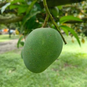 Himsagor Mango 10 KG