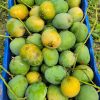হিমসাগর আম