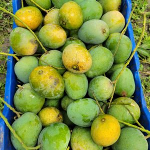 Himsagor Mango