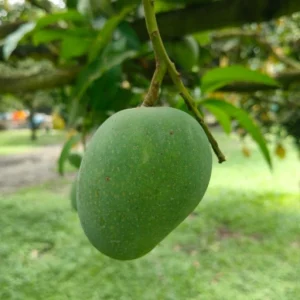 Himsagor Mango 10 KG