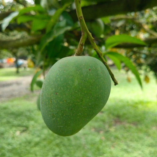 Himsagor Mango 10 KG