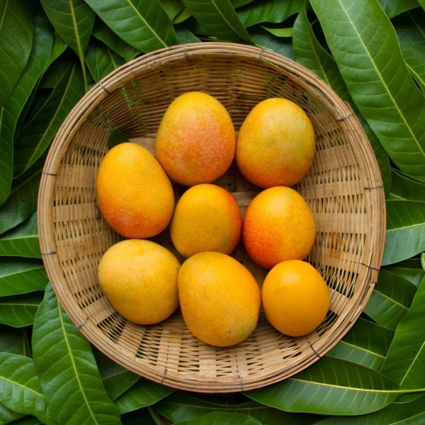 Himsagor Mango 10 KG
