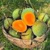 হিমসাগর আম